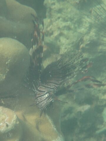 Lionfish At Chicken Islands